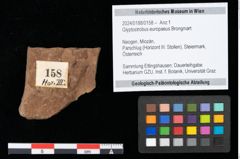 Foto (Objekt + Etikett) von Glyptostrobus europaeus Brongniart (NHMW-GEO-2024-0188-0158)